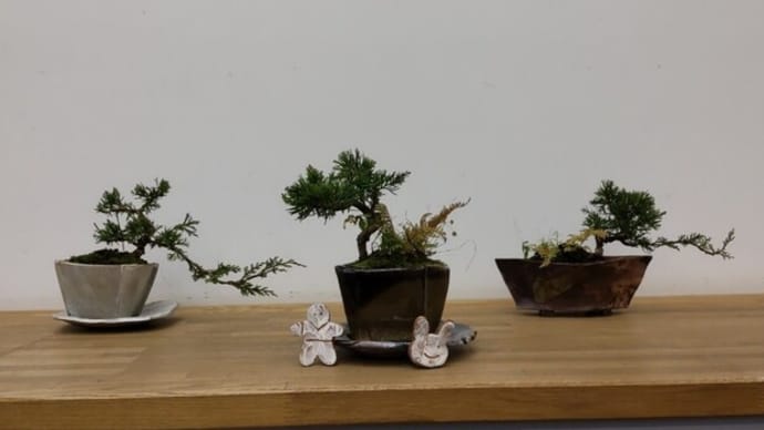 陶芸+盆栽「手作り鉢で盆栽に挑戦しよう!」