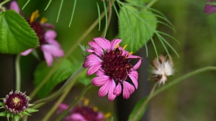 マツムシソウに似ている花