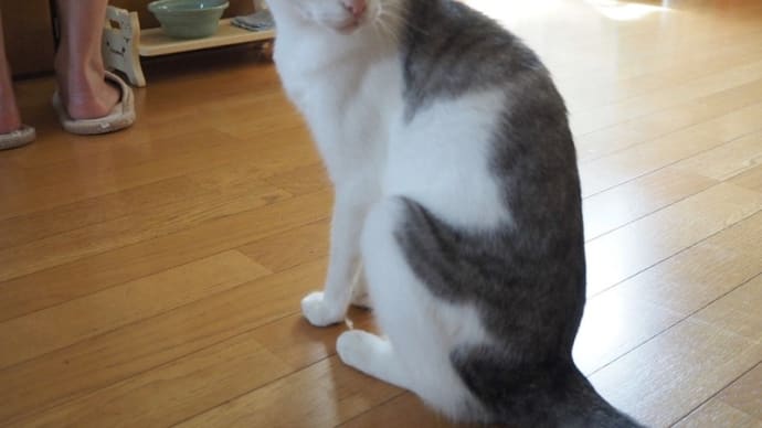 NEKO的猫実話<在宅ウォーク>