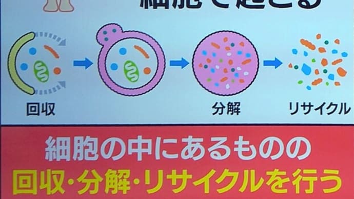 細胞の生まれ変わり