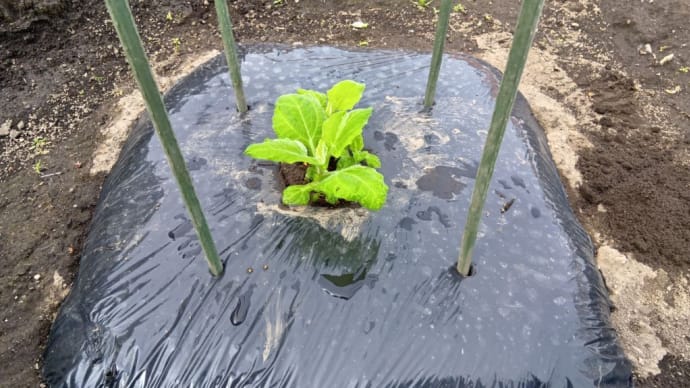ヤーコンの植え付け
