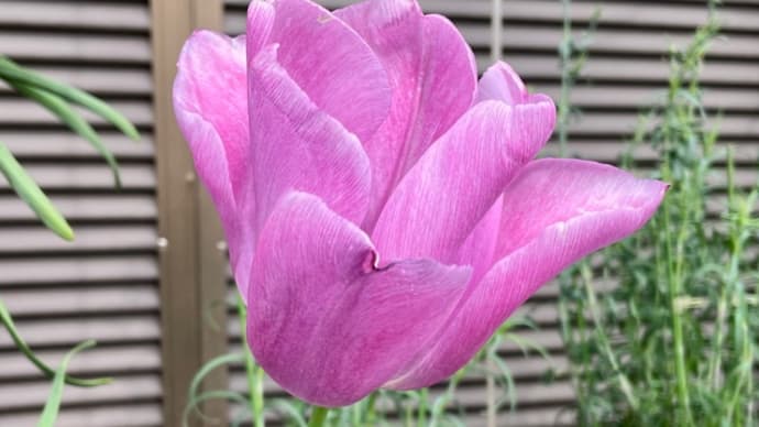 八重桜もいいね