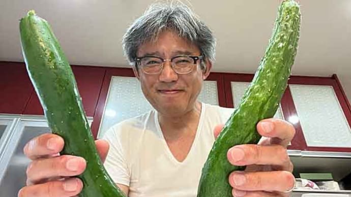 今朝もキュウリ収穫!