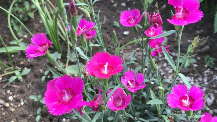 夕方にも畑の草取り