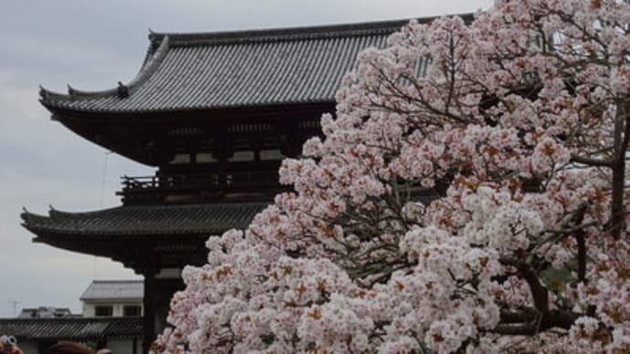 2018年・御室桜と五重塔（後編）　＠　京都妖怪探訪（５４７）