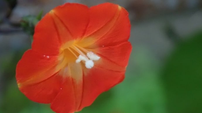 リハビリウオーキングの中で　マルバルコウソウをまとめてみました！