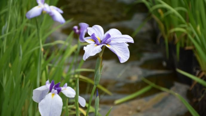 あじさい・しょうぶ狩り 神奈川県小田原市 小田原城あじさい花菖蒲まつり(4)サックスの演奏を聴きながら