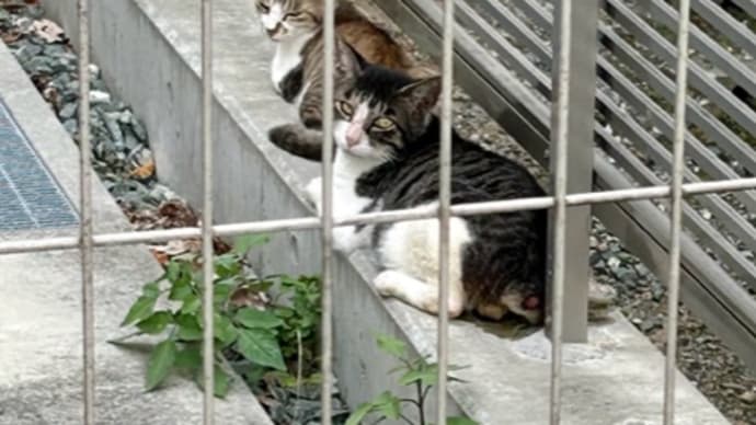 猫たちも群雄割拠