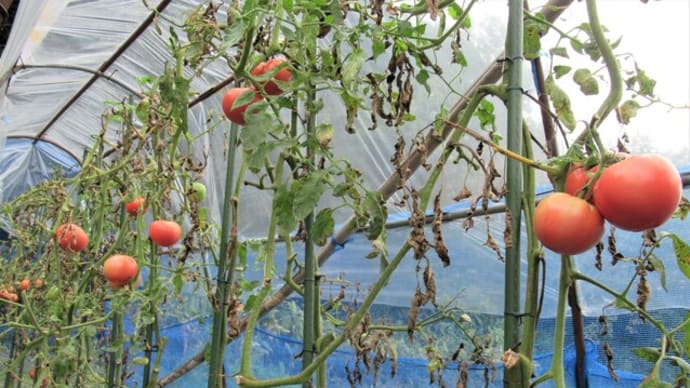 トマト連続摘芯栽培'20~残りはほぼ1花房