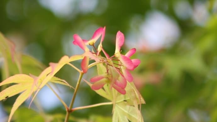 竹トンボのようなこれがカエデの花