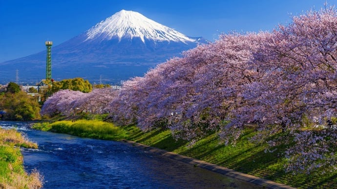 2023龍巌淵の桜