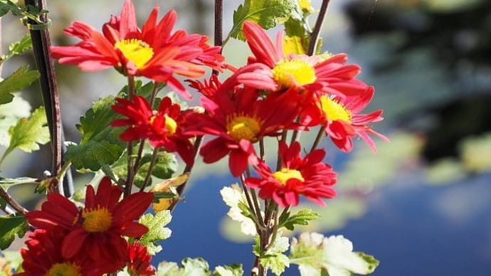 大船ＦＣ～池の水辺の菊の花