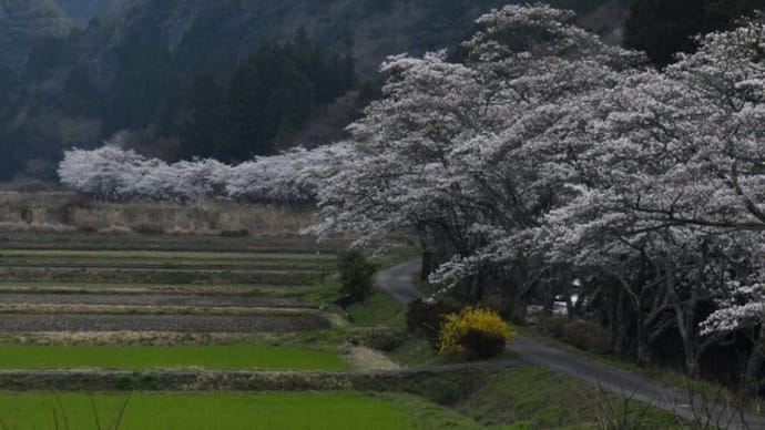 伊深の大岩壁の桜