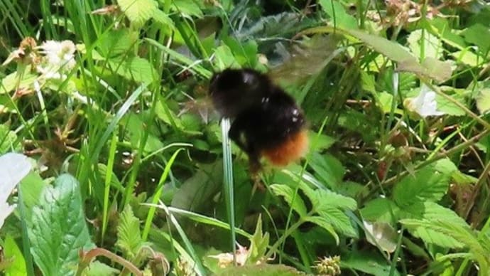 蜻蛉池公園・続き4