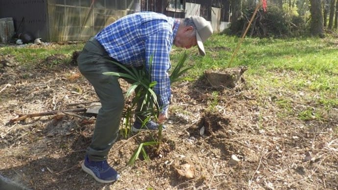 山ぎわに生えるシュロを伐採跡に植え替え