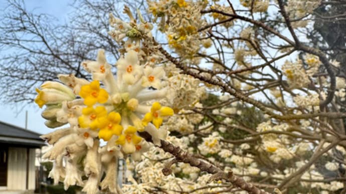 ミツマタ(三椏)の花