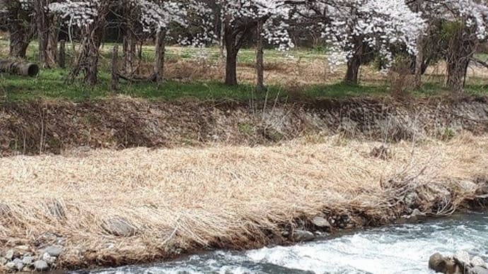みちのくの桜2024ー５；小野川温泉ほたるの里