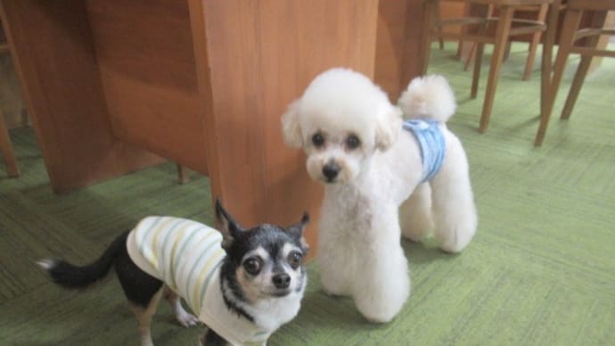 2023/04/17 犬の幼稚園BuddyDog