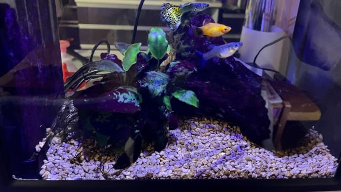 小さい水槽で熱帯魚を飼う