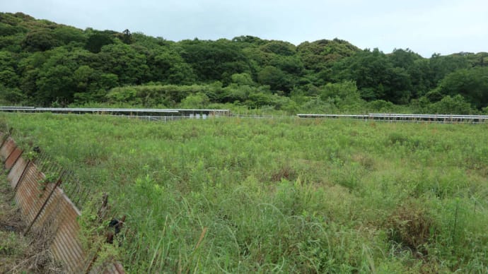 草刈りに行ったらヤマカガシが(閲覧注意)