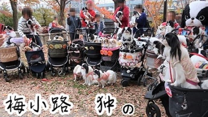 遅くなっちゃったネ~【梅小路 狆のお集まり】ちょこ・なっつ・クール元気ですゥ~♪