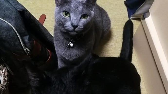 寝たいと訴えるまなざし