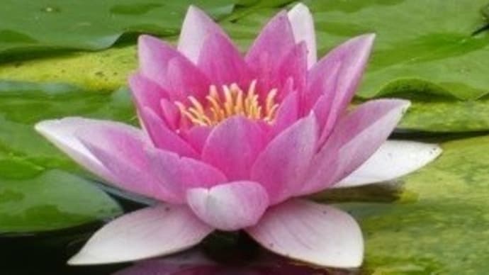 蓮・ハスの花Ⅰ・・・天上天下唯我独尊