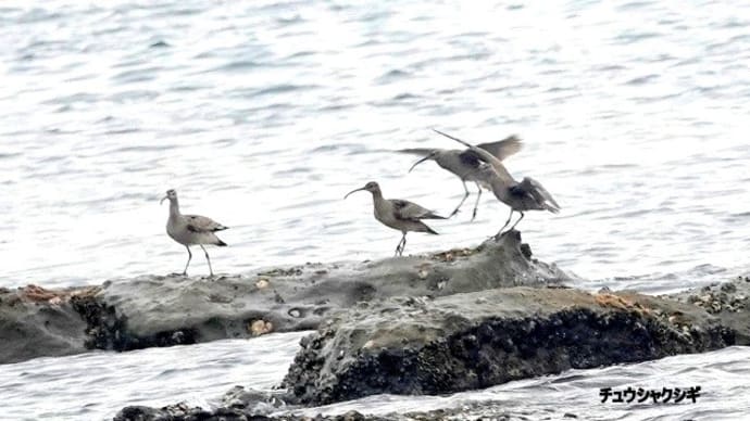 04/27探鳥記録写真:狩尾岬の鳥たち(チュウシャクシギ、イソシギ、イソヒヨドリ♂、)