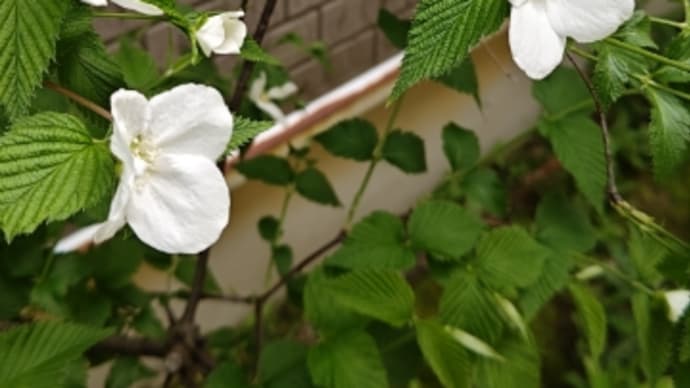 木内鶴彦さんの話