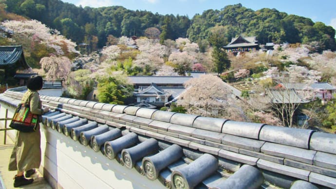 長谷寺の魅力にはまり続けて19年 ④