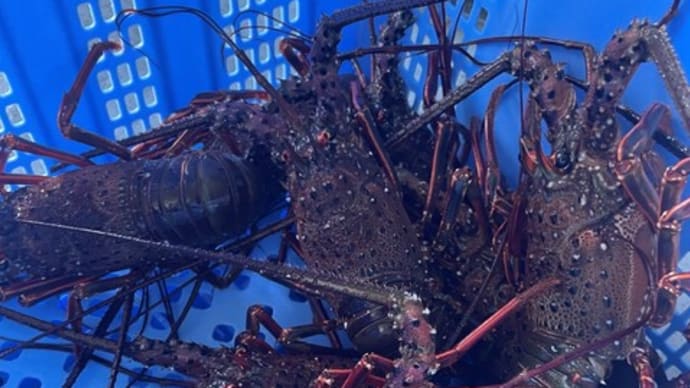 海産物直売のお知らせ