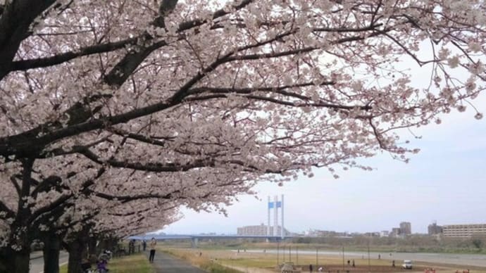 桜を楽しんで　さあ元気をだして　～稲城市・多摩川沿いの桜～