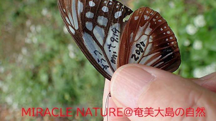 2021年アサギマダラ再捕獲情報 №.3 カラク