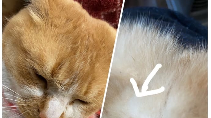 みーちゃんは男の子?女の子?猫舟ニャンコの玉袋検証😸