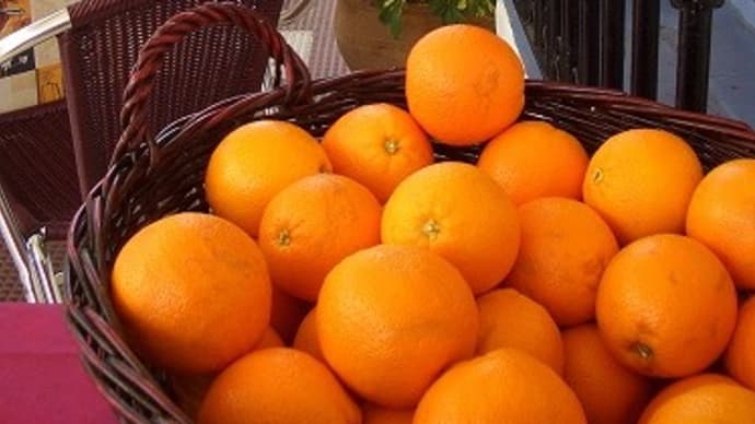 バレンシアオレンジの季節