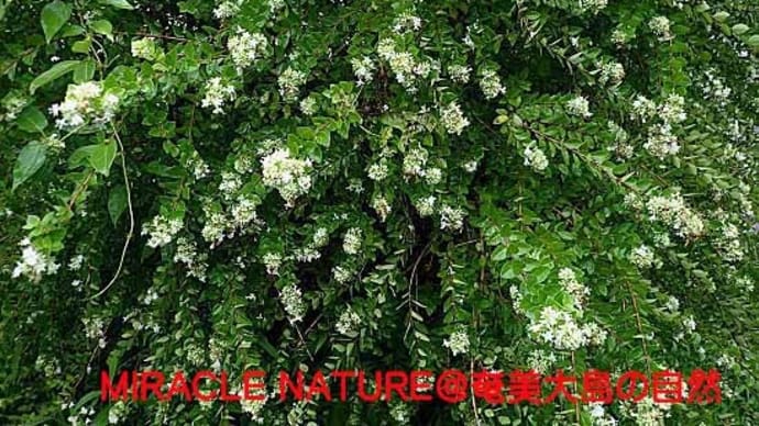 タイワンツクバネウツギの花