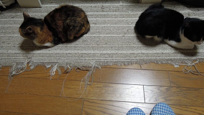 これはどういう...?