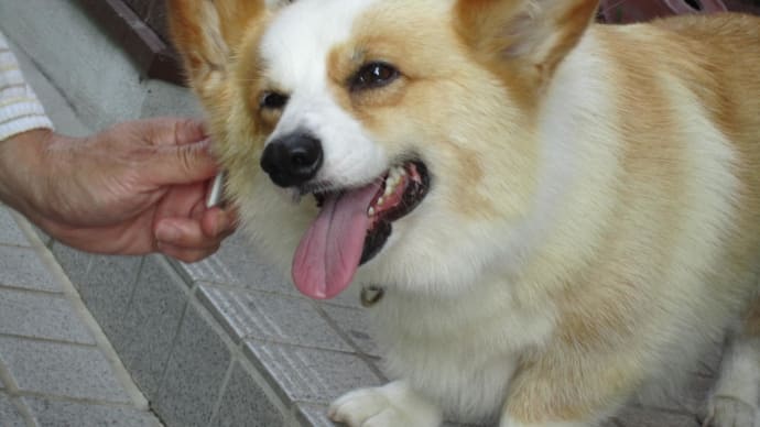 愛犬タルト、脱走する!