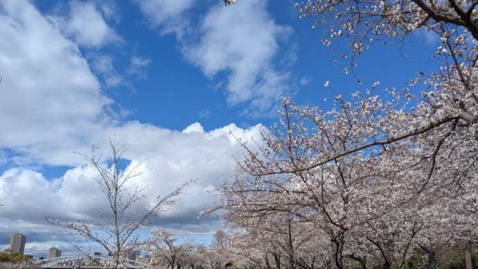 大川沿い 桜