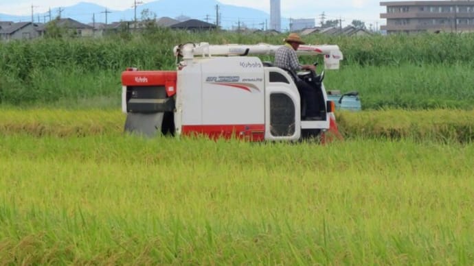 ★台風迫る　稲刈り前倒し、なぜ3割高い新米価格