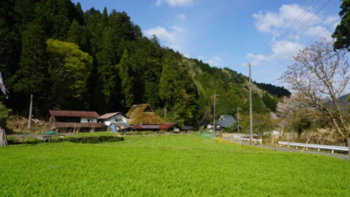 夏、一面に薄紫の世界を作る左京区の山里　久多の「北山友禅菊」。その苗植え作業のお手伝い