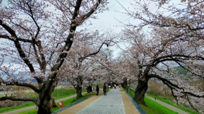 淀川背割り堤の桜が咲き始めました