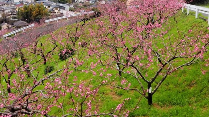 桃花咲く本妙寺山麓から桜花咲く小萩園周回