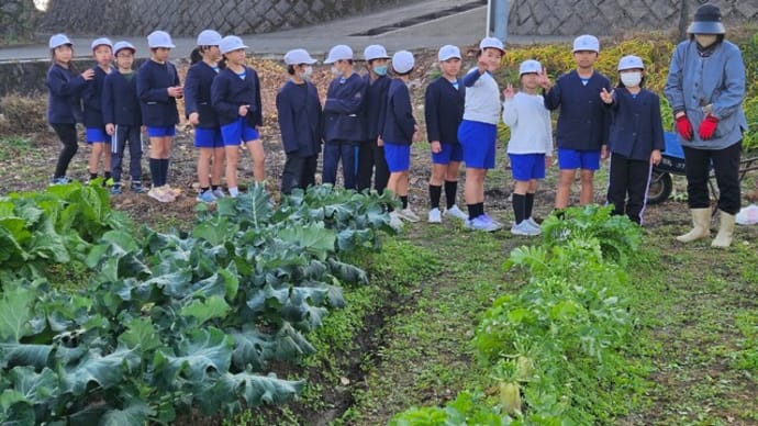 3年生 野菜の収穫をしましたヨ♬