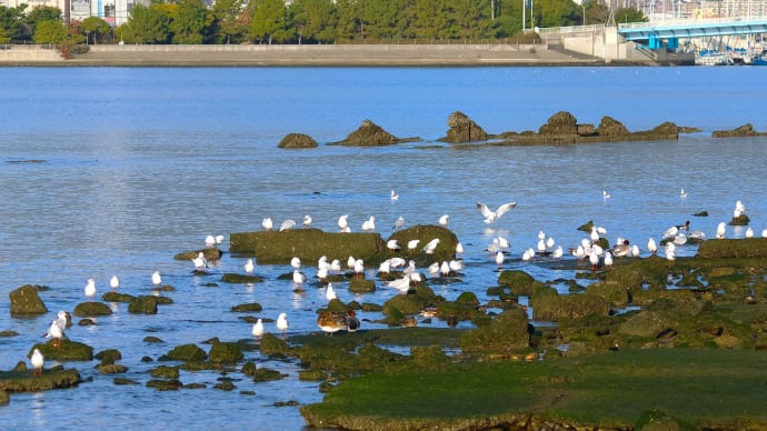 虎浜のウミアイサ ♀ ・・・ 11月25日