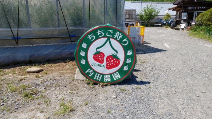 大好きな秩父で ちちご狩り