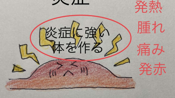 炎症に強い体を作る
