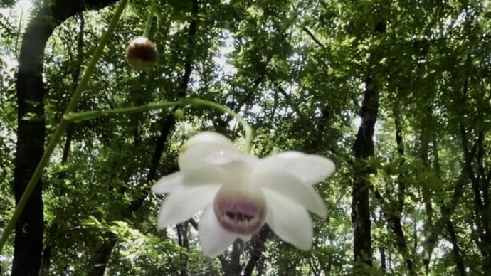 森林公園 花散歩