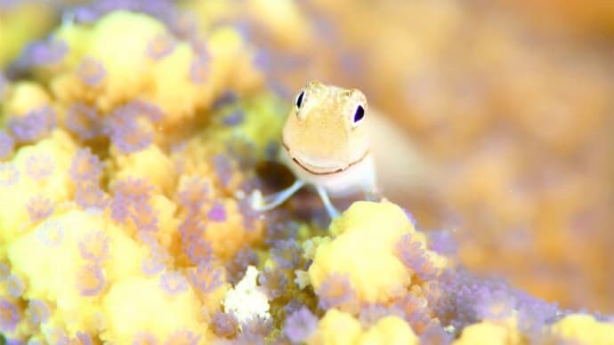 幼魚いっぱい!わくわくフォトダイブ!!、6月上旬の海。☆