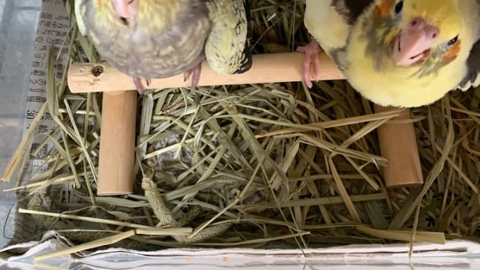オカメインコの雛ちゃん達(๑・̑◡・̑๑)